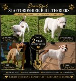 KERARA (Staffordshire Bull Terrier)