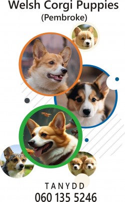 TANYDD Welsh Corgi (Pembroke)