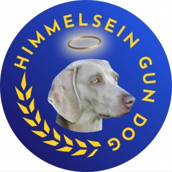 HIMMELSEIN (Weimaraner)