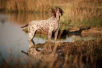 GLENMOON (Short haired Pointer) GLENMOON (Short haired Pointer)