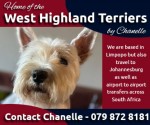 MS.C. PAINTER (West Highland White Terrier)