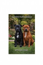 ZAMBILI (Staffordshire Bull Terrier)
