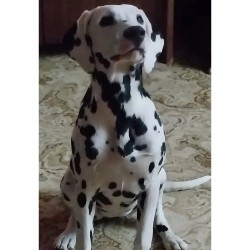 ZAMOZM (Dalmatian)