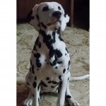 ZAMOZM (Dalmatian)
