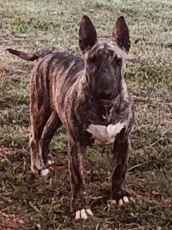 APORIA (Bull Terrier)