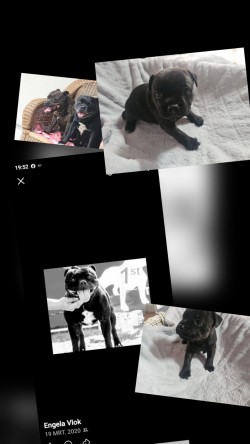 MLAW (Staffordshire Bull Terrier)