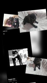 MLAW (Staffordshire Bull Terrier)