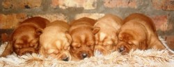 BANKEVELDT (Retriever Labrador)