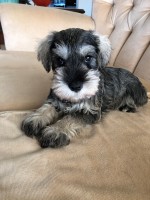 MRS.B. CLUR (Miniature Schnauzer) MRS.B. CLUR (Miniature Schnauzer)