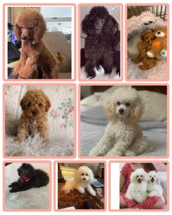 SHARACKI (Poodle Toy)
