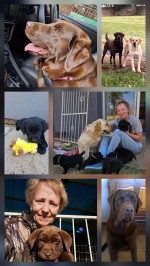 ABOHEME (Retriever Labrador) ABOHEME (Retriever Labrador)