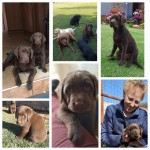 ABOHEME (Retriever Labrador) ABOHEME (Retriever Labrador)