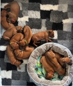 MNUMBUMBA (Rhodesian Ridgeback)