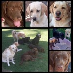 ALBERDEN (Retriever Labrador) ALBERDEN (Retriever Labrador)