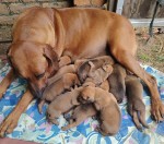 DANNTRIG (Rhodesian Ridgeback)