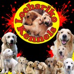 LOCHARIKO (Golden Retriever)