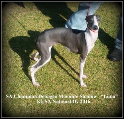 DEBAGEO (Italian Greyhound)